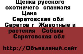Щенки русского охотничего  спаниэля › Цена ­ 6 000 - Саратовская обл., Саратов г. Животные и растения » Собаки   . Саратовская обл.